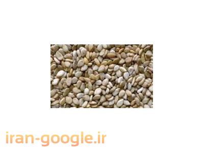 بهترین فروشنده کنجد هندی سفید؛کنجد افغانستان؛ کنجد