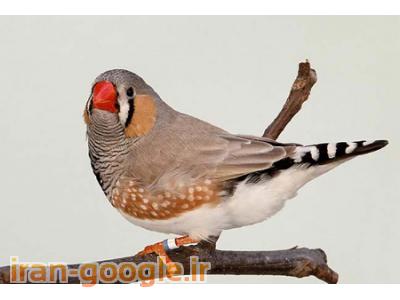 فروش فنچ به صورت خرده و عمده زیر قیمت