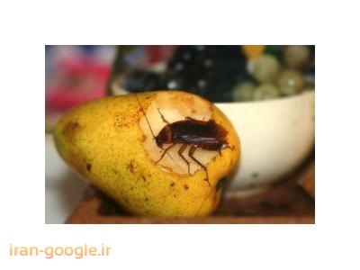 شرکت سمپاشی آرین رهام پرنیان